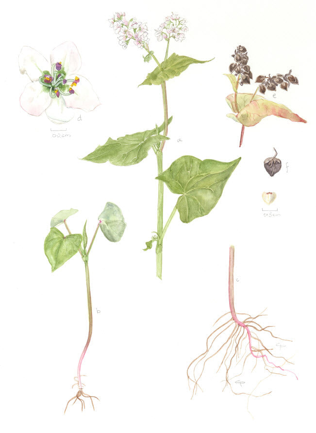 Plants for Soil Regeneration