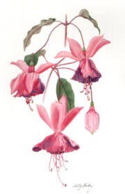 Delta's Matador Greetings Card