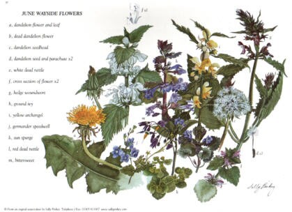 June Wayside Flowers Greetings Card