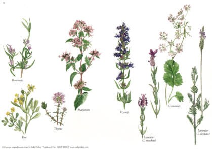 Herbs Greetings Card