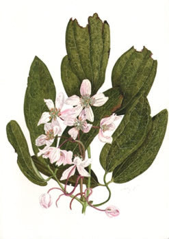 Clematis Armandii Greetings Card