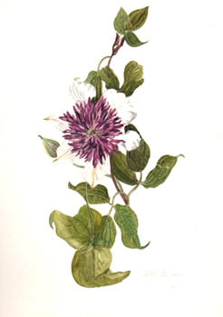 Sieboldii Greetings Card