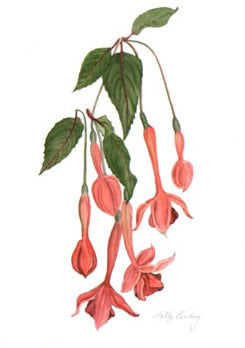 Walz Harp Greetings Card