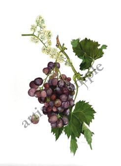 Black Homburg Grapes