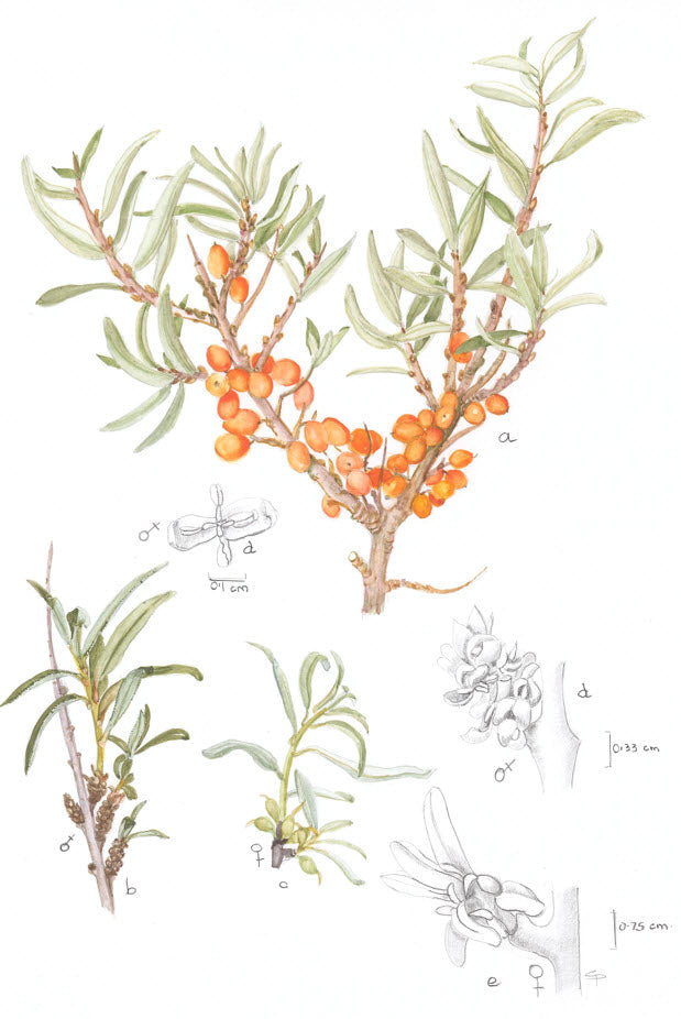 Sea Buckthorn, Hippophae rhamanoides