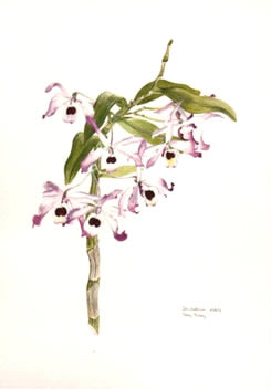 Dendrobium Nobile Post Card