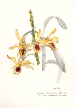 Dendrobium Thwaitsiae Orchid Post Card