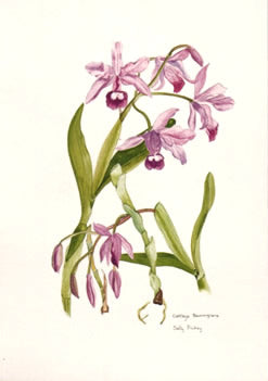 Cattleya Bowringiana Post Card