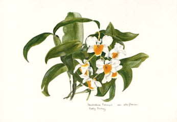 Dendrobium Farmeri Post Card