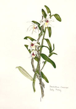 Dendrobium Cassiope Orchid Post Card