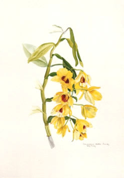 Dendrobium Gatton Sunray Orchid Post Card