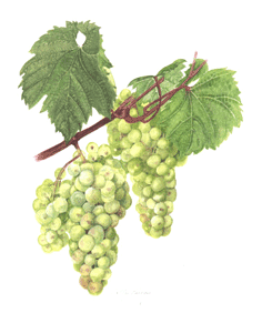 Chardonnay wine grape