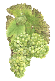 Chenin Blanc wine grape.