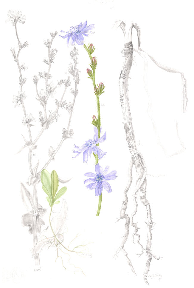 Chicory, Chichorum intybus