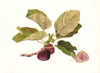 Black Fig Greetings Card