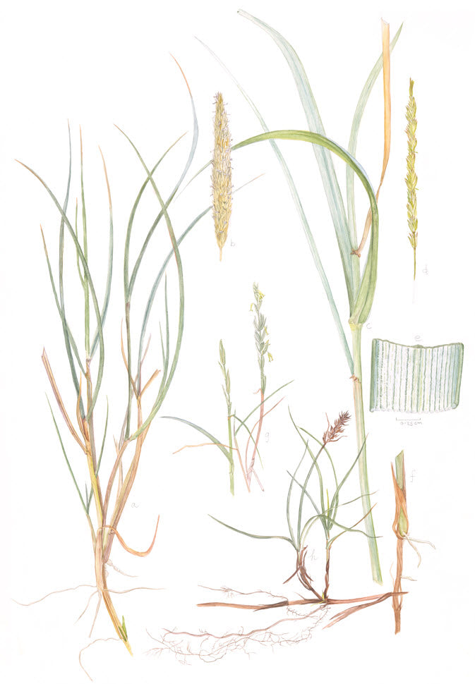 Dune Grasses Marram grass, Ammophila arenaria, Lyme grass, Leymus arenarius, Sand couch, Elymus farcus and Sand sedge,