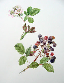 Blackberry Greetings Card