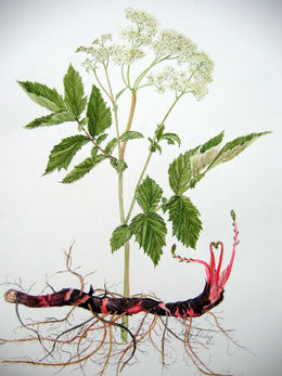 Meadowsweet Greetings Card