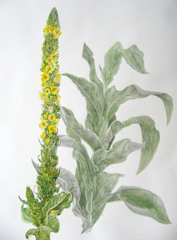Great Mullein