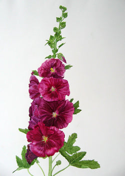 Hollyhock, Alcea rosea