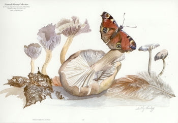 Mushroom and Peacock (Large Format) Greetings Card