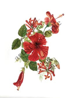 Hibiscus and Campsis