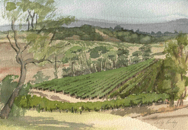 Vineyards in Hunter Valley
