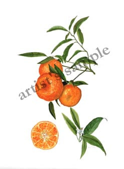 Mandarins
