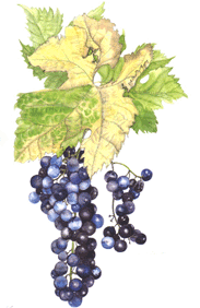 Merlot wine grape