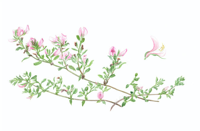 Restharrow, Ononis Repens