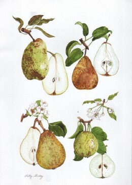 Marie Louise, b, Marie Louis d'Uccle c, Merton Pride, d, Michaelmas Nelis