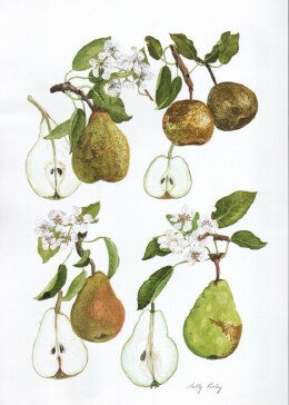 Nouveau Poiteau, b, Olivier de Serres, c, Onward, d, Packham's Triumph