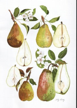 Princess, b, Souvenir de Congrèss, c, Thompsons, d, Uvedale St. Germain