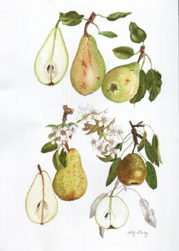 Vicar of Winkfield, b, Williams' Bon Chrétien c, Winter Nelis