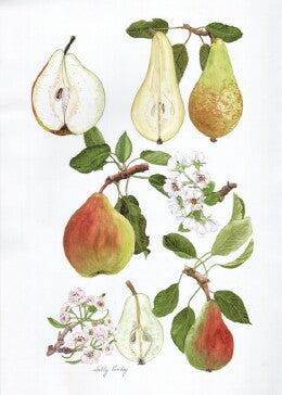 Bristol Cross, b, Catillac, c, Clapp's favourite