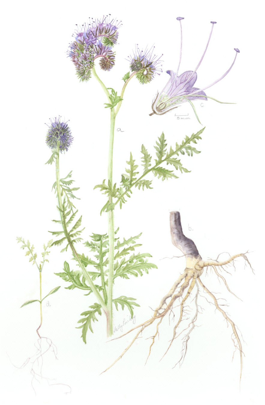 Phacelia, Phacelia tanacetifolia