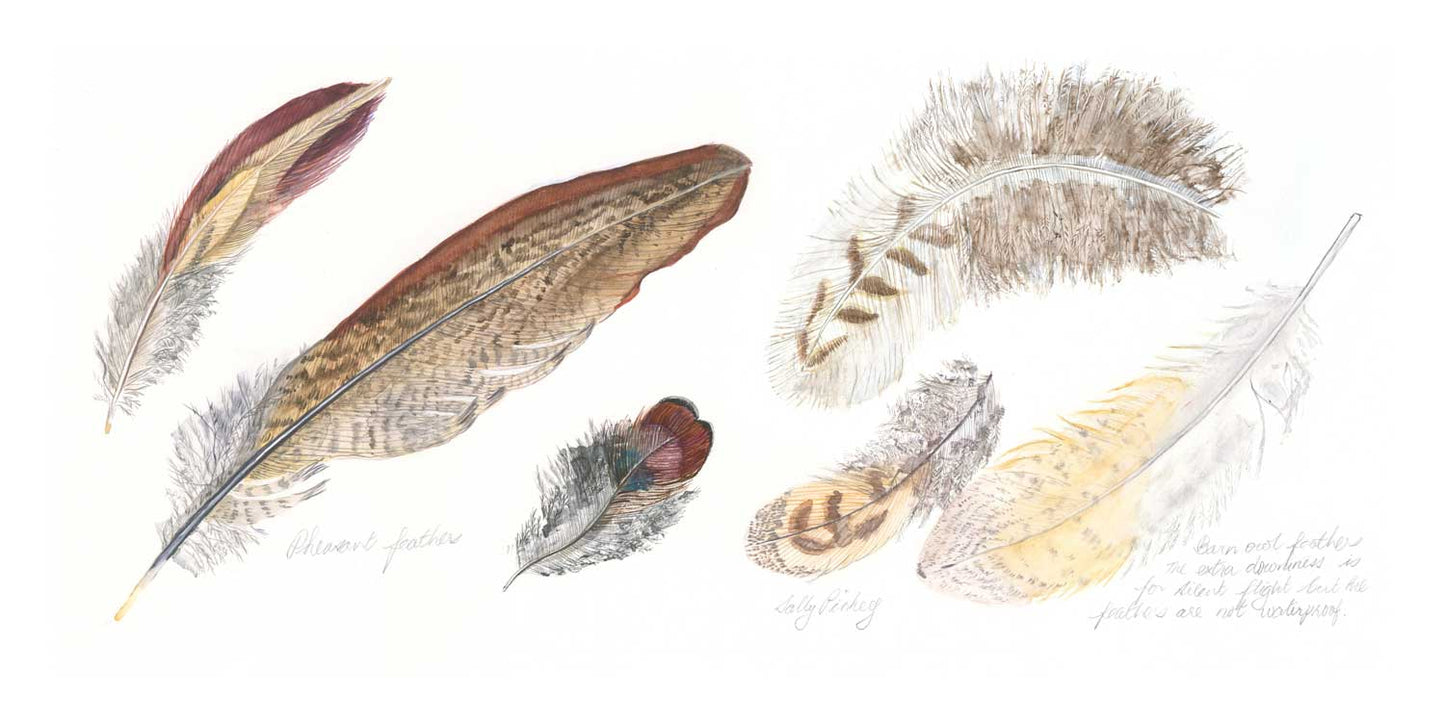 Pheasant and Barn Owl Feathers