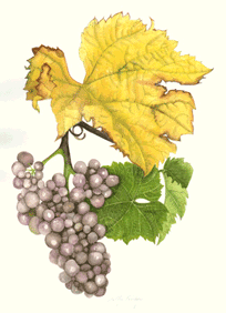 Pinot Gris wine grape