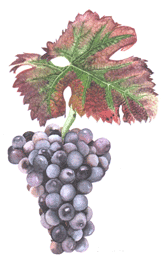 Pinot Noir wine grape