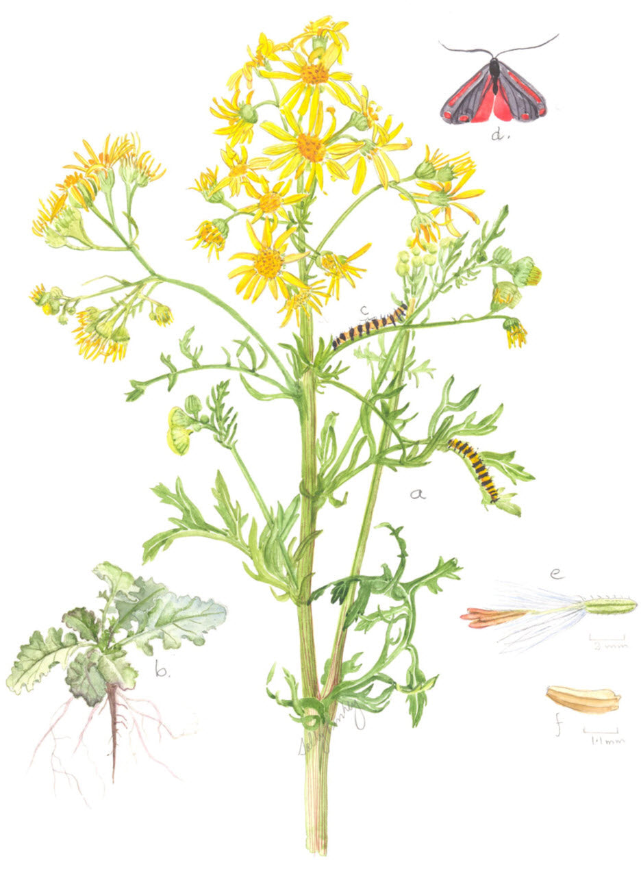 Ragwort, Senecio Jacobaea