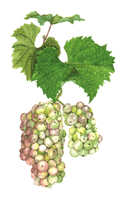 Riesling wine grape