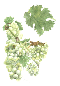 Sauvignon Blanc wine grape