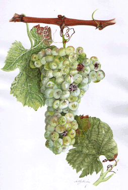 Semillon wine grape