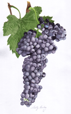 Shiraz wine grapes