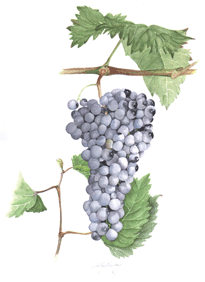 Tempranillo wine grape