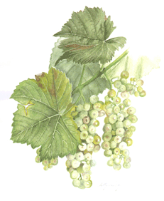 Verdelho wine grape