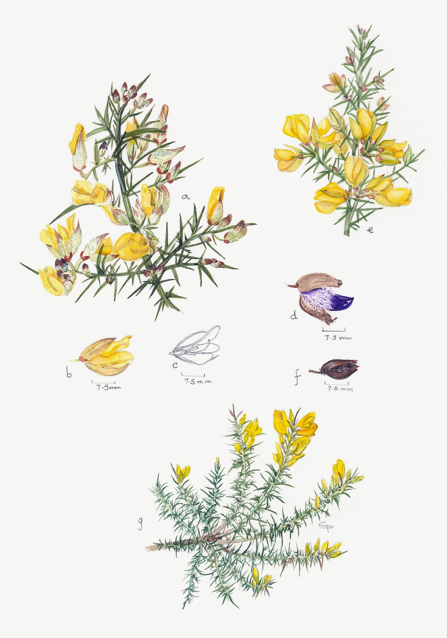 Gorses, Ulex europaeus, Ulex galii and Ulex minor