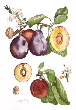 Edwards and Excalibur Plum