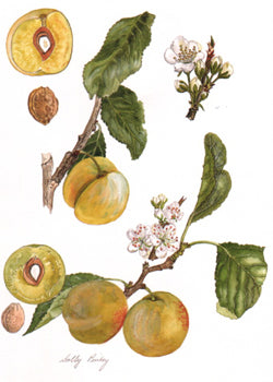 Goldfinch and Green Gage