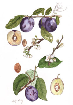 Laxtons Blue Tit and Laxtons Cropper Plum